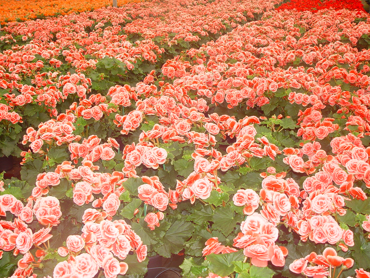 Begnia_Borias_2