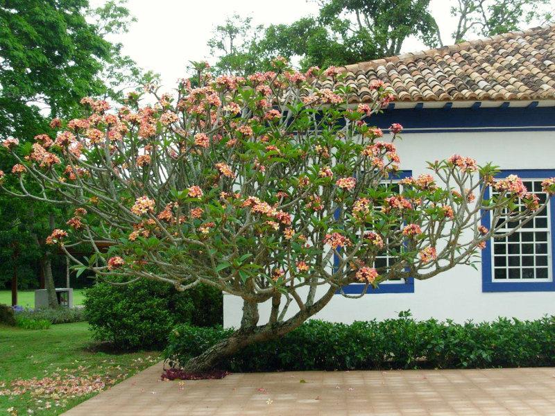 Enfim a primavera!