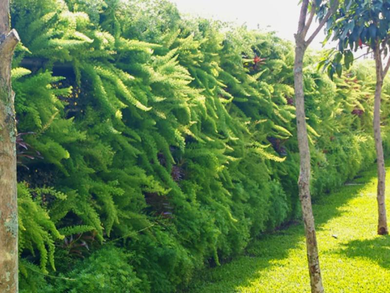 Jardins verticais são ótimas opções para decorar e diminuir efeitos da poluição das grandes cidades