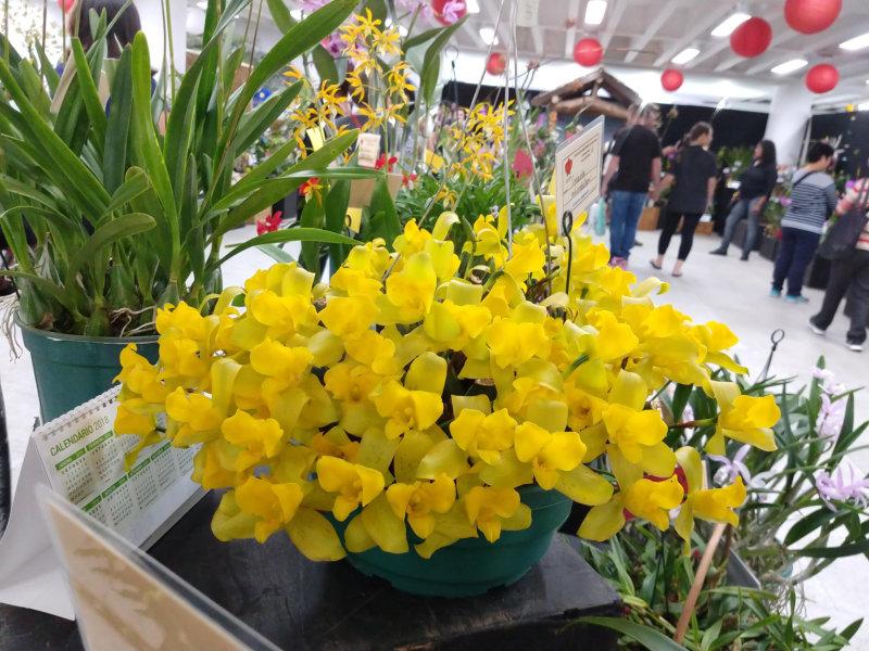 Primavera chegando: São Paulo recebe a maior exposição de Orquídeas do Estado
