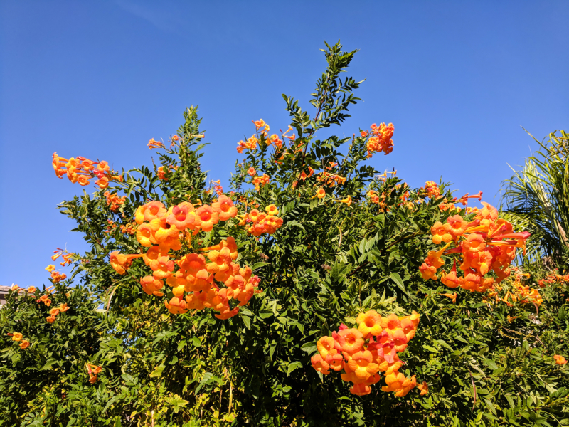 O Outono, as plantas, suas folhas e flores