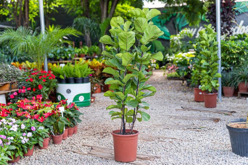 plantas dentro casa 2