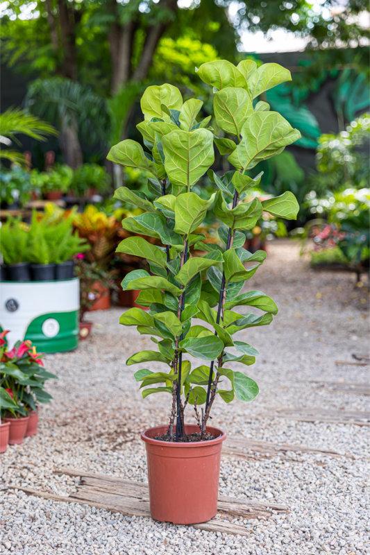 plantas dentro casa 3