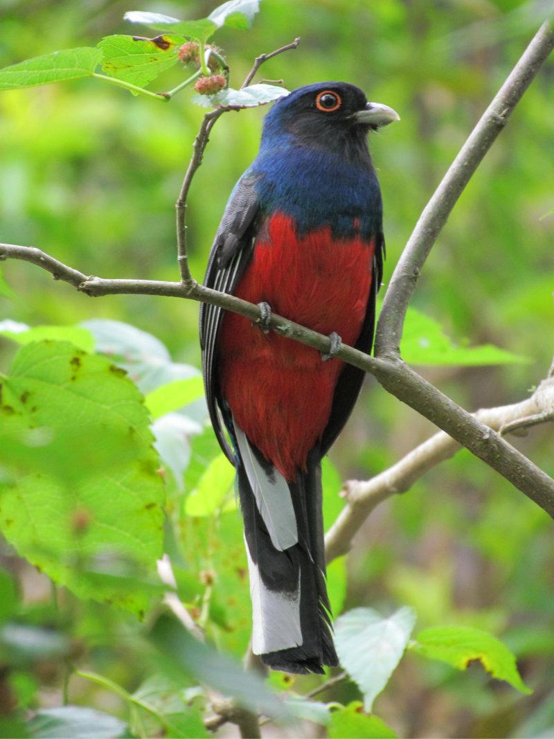 07 Surucuá de barriga vermelha Trogon curucui de frente saboreando as amoras