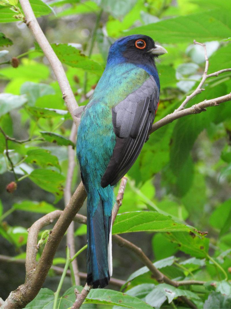 08 Surucuá de barriga vermelha Trogon curucui agora de costas