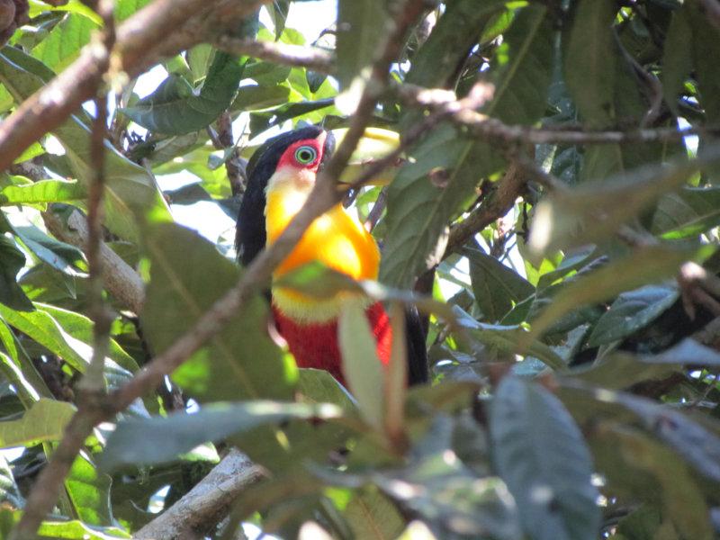 09 Tucano de bico verde Ramphastos dicolorus de olho na Nespereira