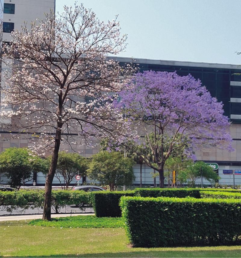 10 Composição de Ipê branco com Jacarandá