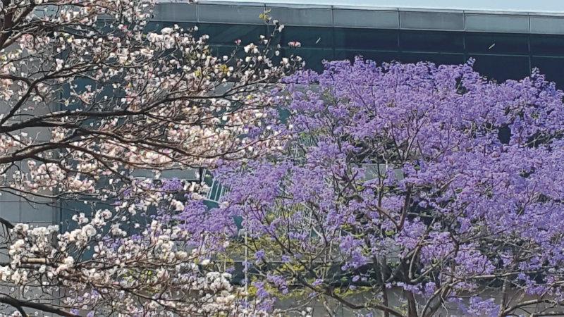 11 Composição de Ipê branco com Jacarandá