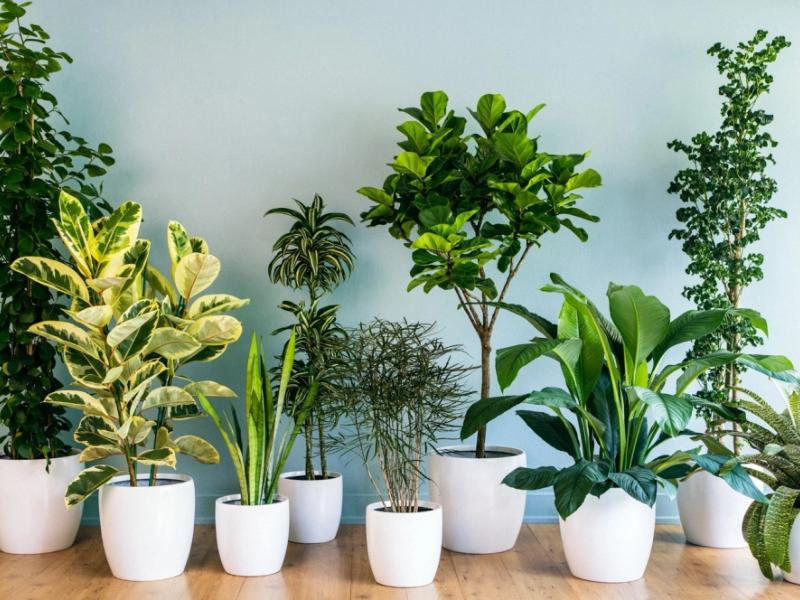 7 plantas negatividade da casa 1