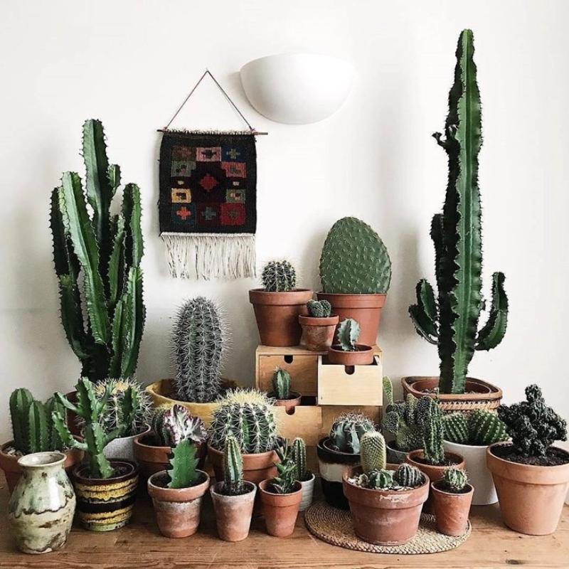 7 plantas negatividade da casa 6