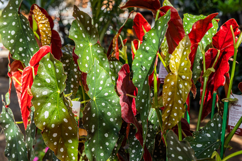 Begônia Maculata: a planta, de espécie rara, teria inspirado a mais famosa  linha de sapatos no mundo