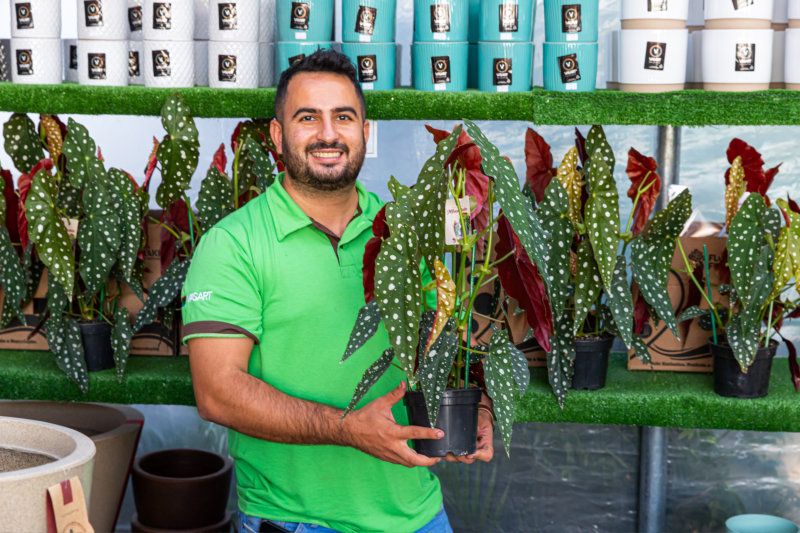 Begônia Maculata: a planta, de espécie rara, teria inspirado a mais famosa  linha de sapatos no mundo