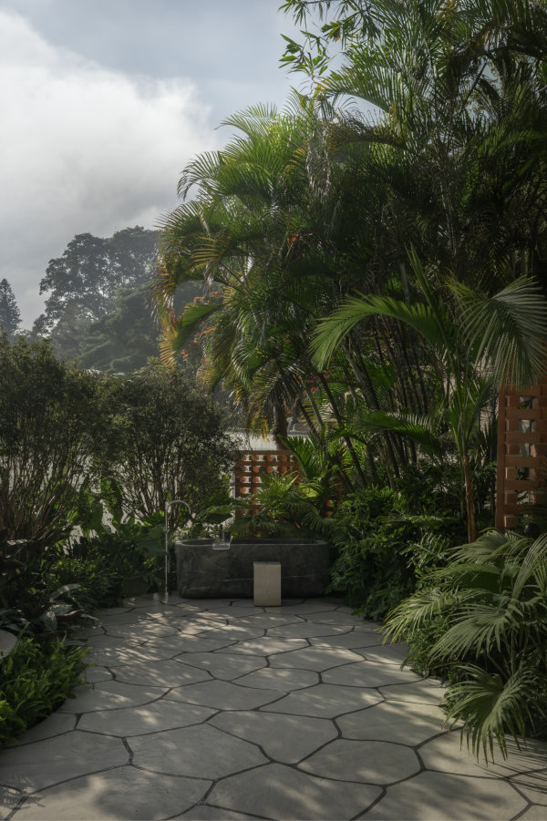 Musgo CASACOR SP estudiony18 04