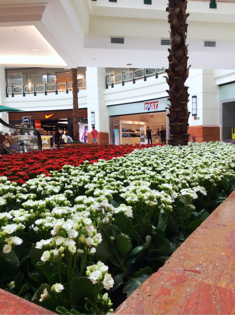 Kalanchoes conquistam jardins dos shopping 2