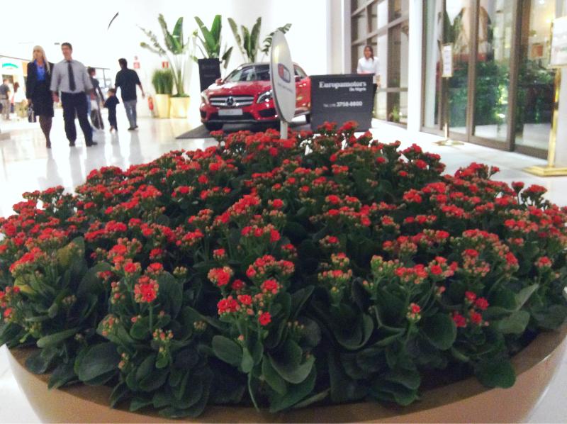 Kalanchoes conquistam jardins dos shopping 3