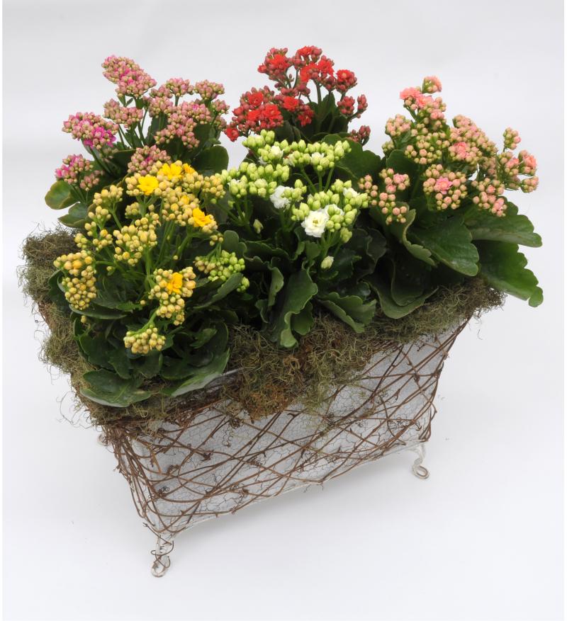 Kalanchoes conquistam jardins dos shopping 5