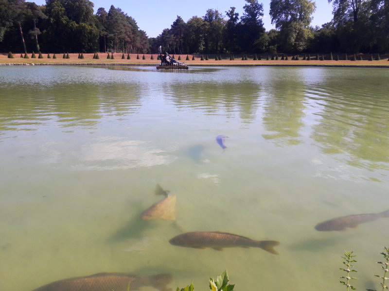 Lago com carpas