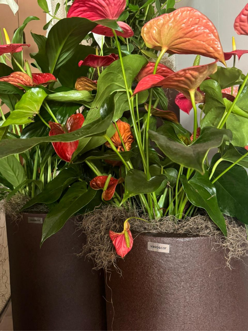 Cris Castro Katia Crespo BAB 02