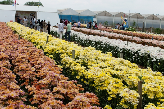 Expoflora 2014 6