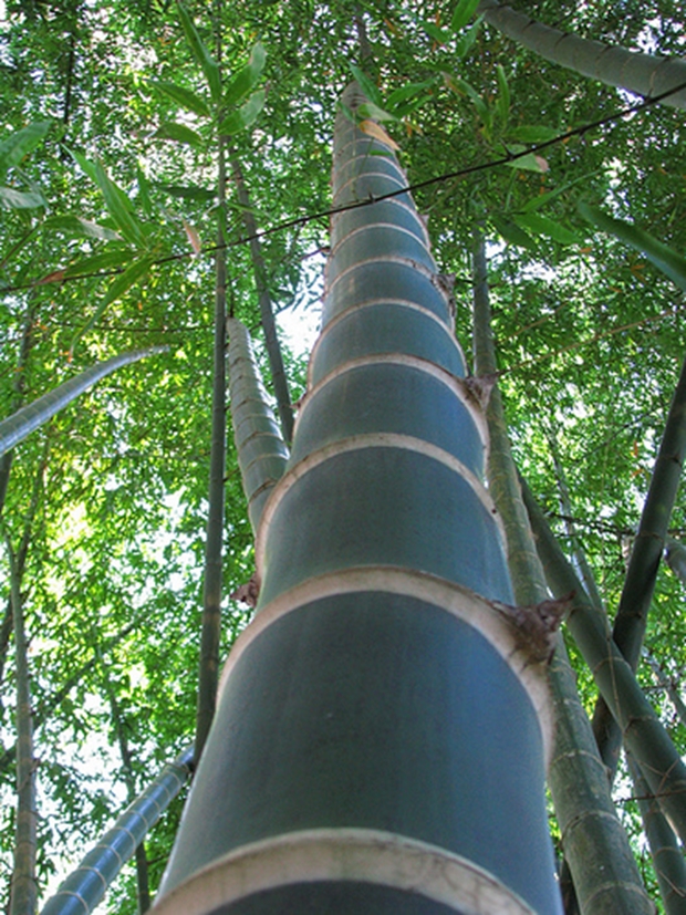 sitio da mata bambu 1