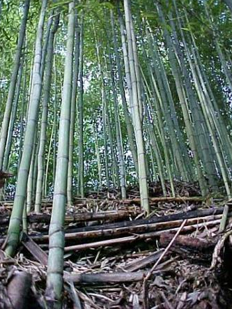 sitio da mata bambu 1