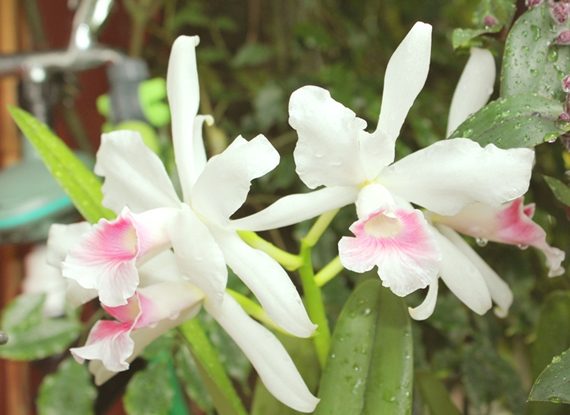 Coluna Carol Costa - Orquideas 1