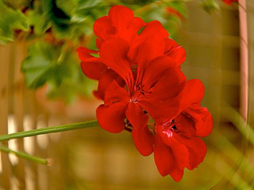 Pelargonium-hortorum-08 - Coluna Carol Costa