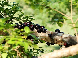 jaboticaba-2