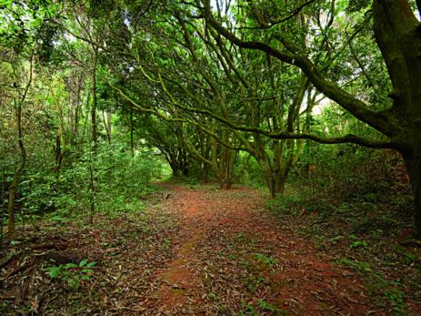 Tapete de casa de banho em fibra de bambu Cor BEGE - RESERVED