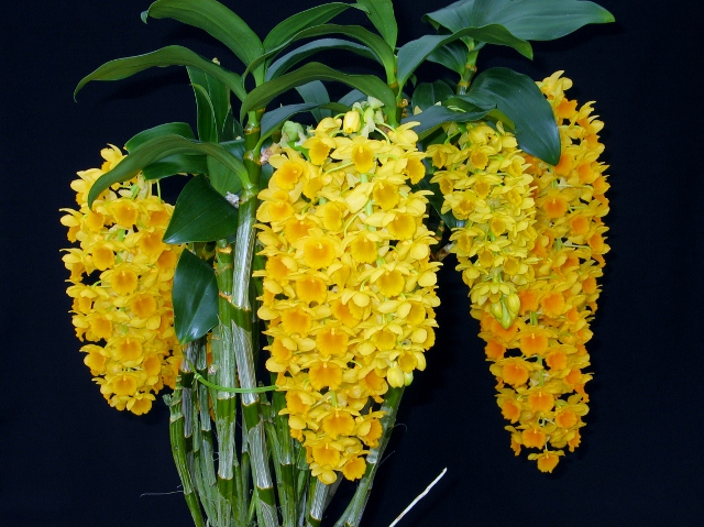 Ambiente_Feira_orquidea_II_640x479