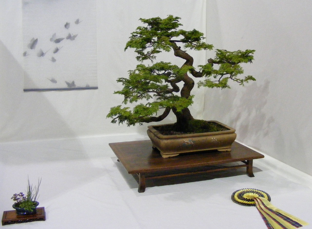 Bonsai_2