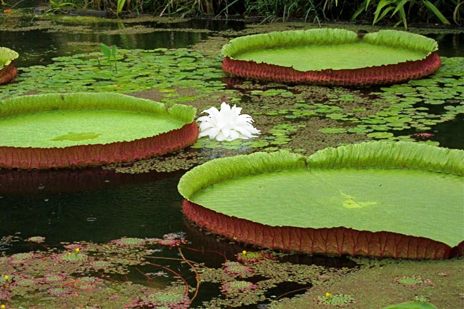 Fazenda_Burle_Marx_Clovis_Franca_4