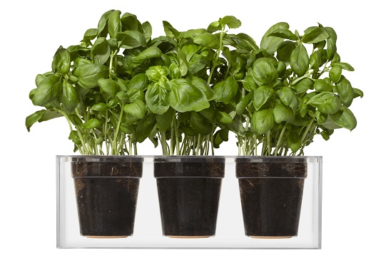 Boskke_Cube_3S_Basil