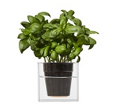 Boskke_Cube_Large_Basil_1