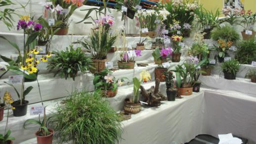 Exposio_de_orquideas_2_520x293