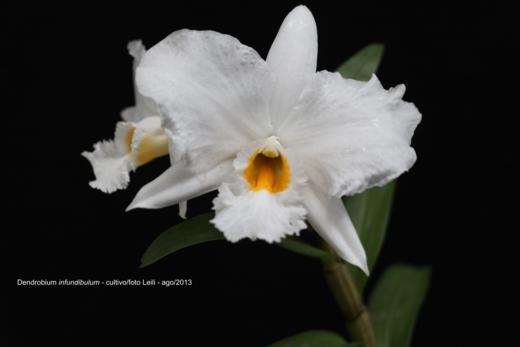 Exposio_de_orquideas_3_520x347