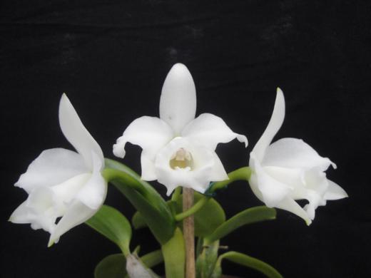 Exposio_de_orquideas_4_520x390