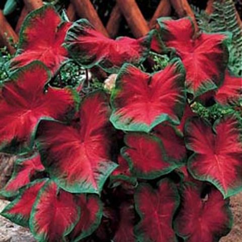 caladium-vermelha-verde