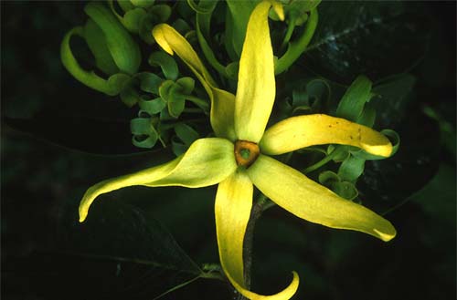 ylang-ylang-by-universogarden