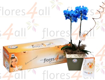 Flores_All_7