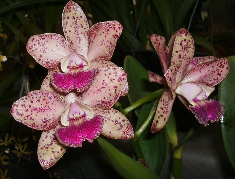 Orqudea