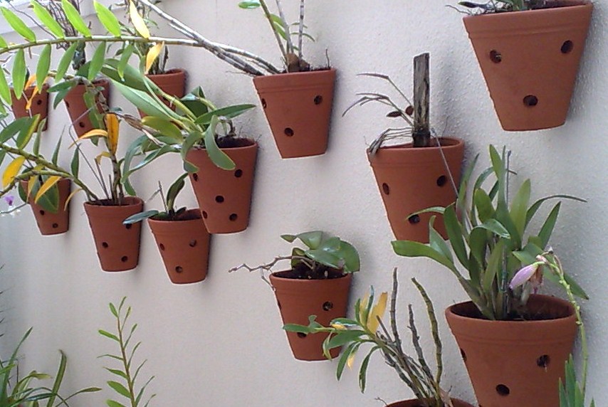 Orquidea_projeto_Monica_Rio_Verde