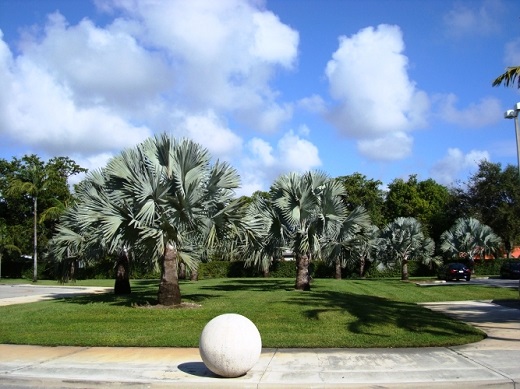 Tropical_plantas_palmeira_azul