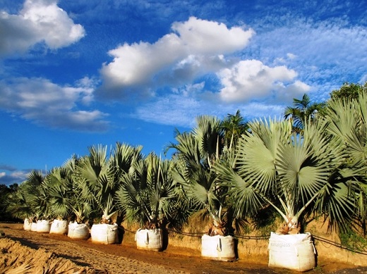 Tropical_plantas_palmeira_azul_viveiro