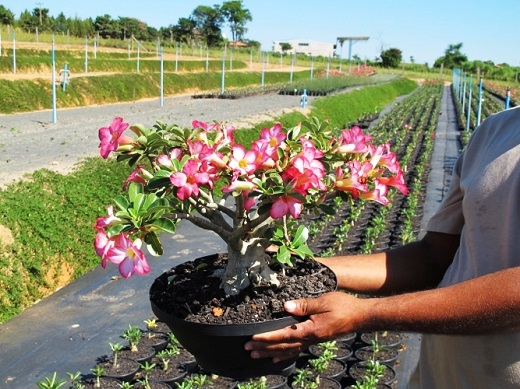 Tropical_plantas_plantas_do_deserto