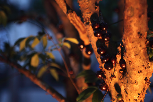 jardim_de_boas_vindas_-_jabuticabeira_-_mari_polesi